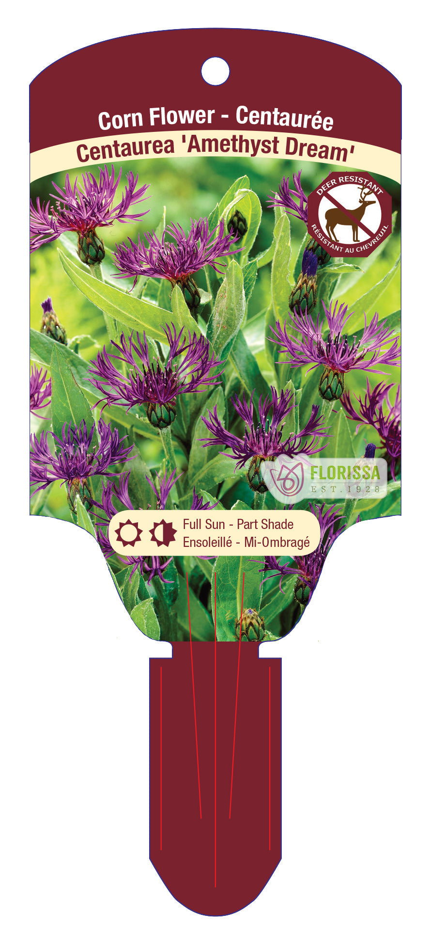Cornflower 'Amethyst'