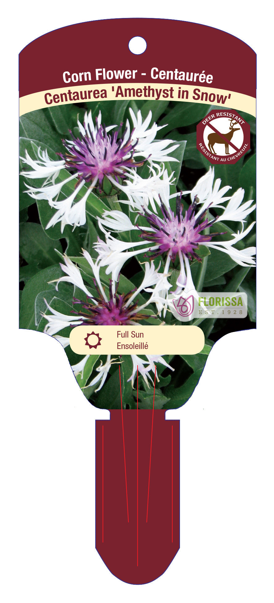 Cornflower 'Amethyst'