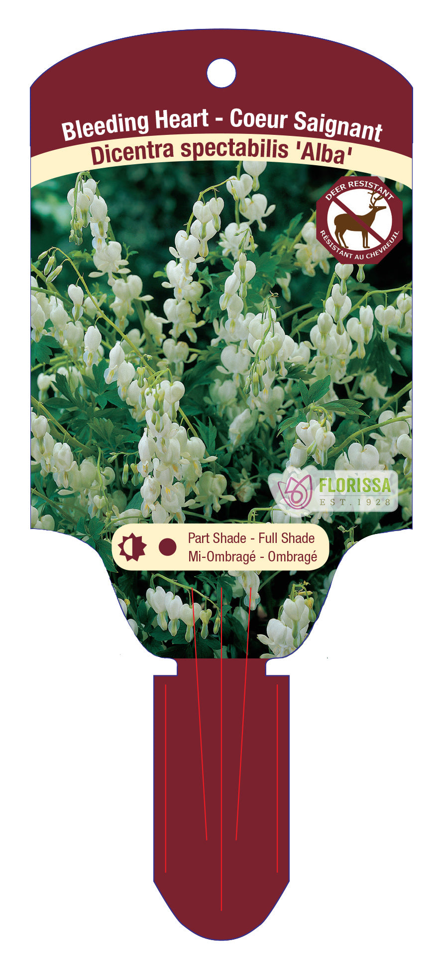 Asian Bleeding Heart