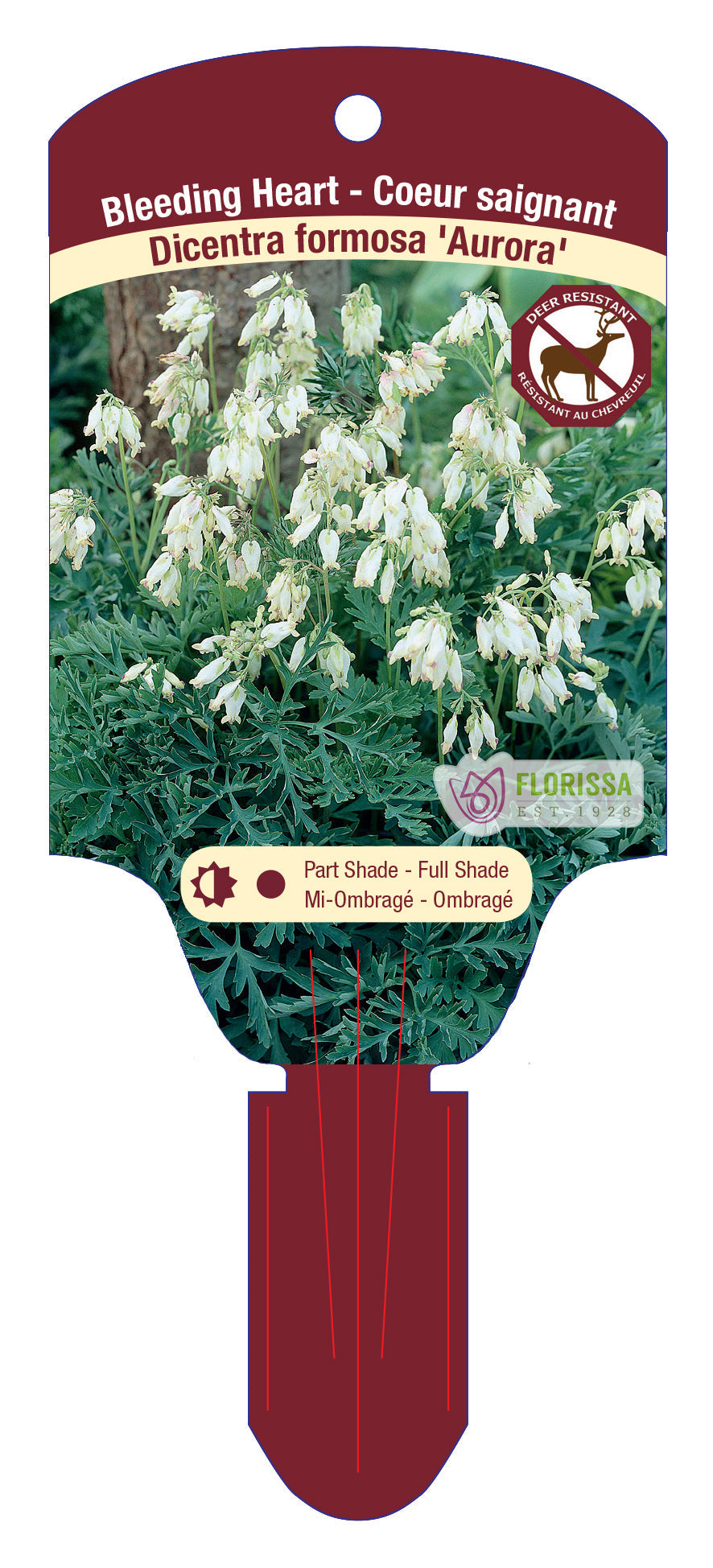 Western Bleeding Heart