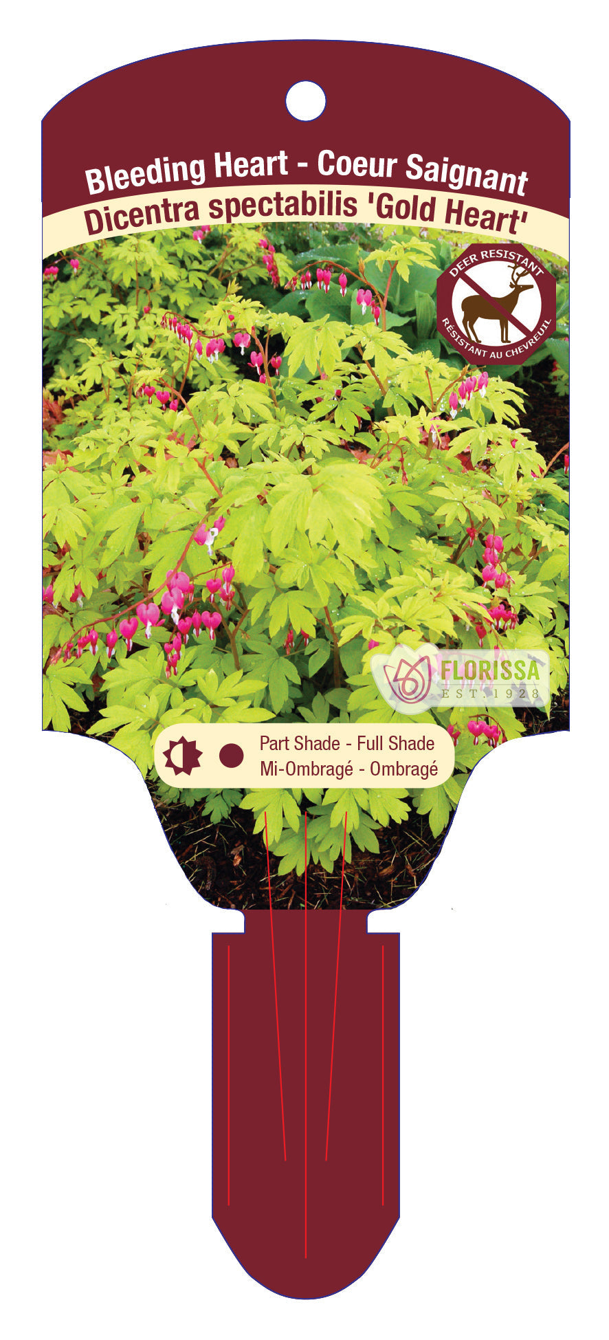 Bleeding Heart 'Gold Heart'