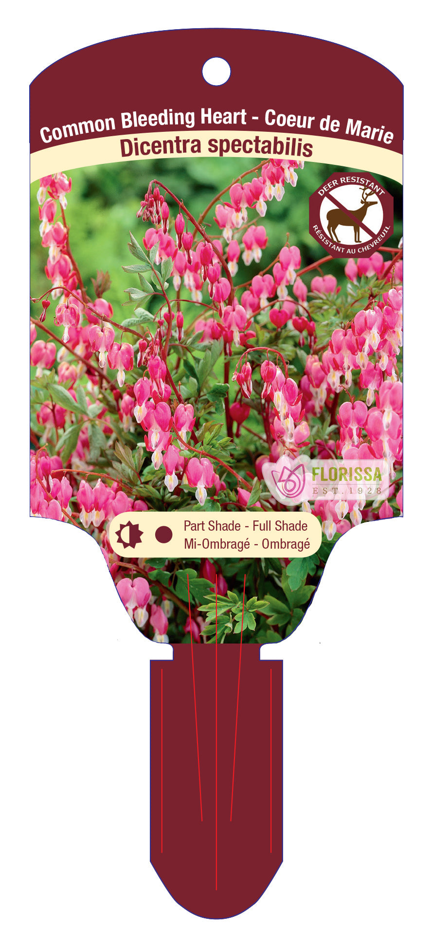 Asian Bleeding Heart
