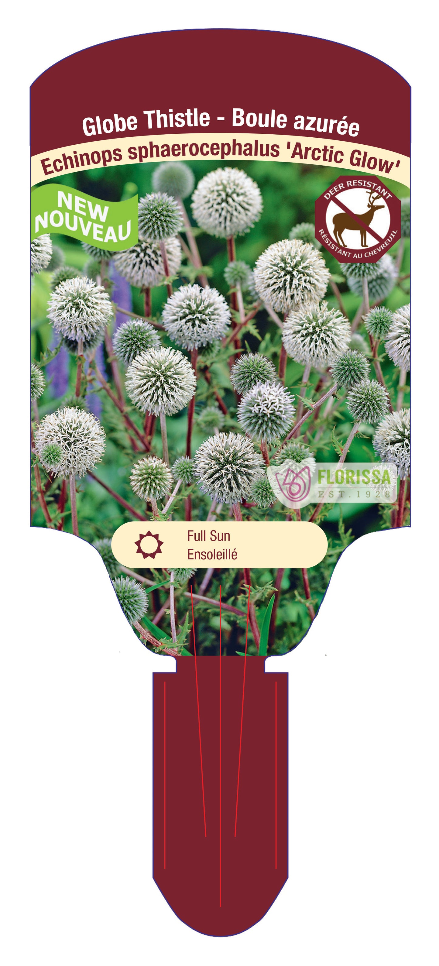 Echinops Arctic Glow 5.5" Pot