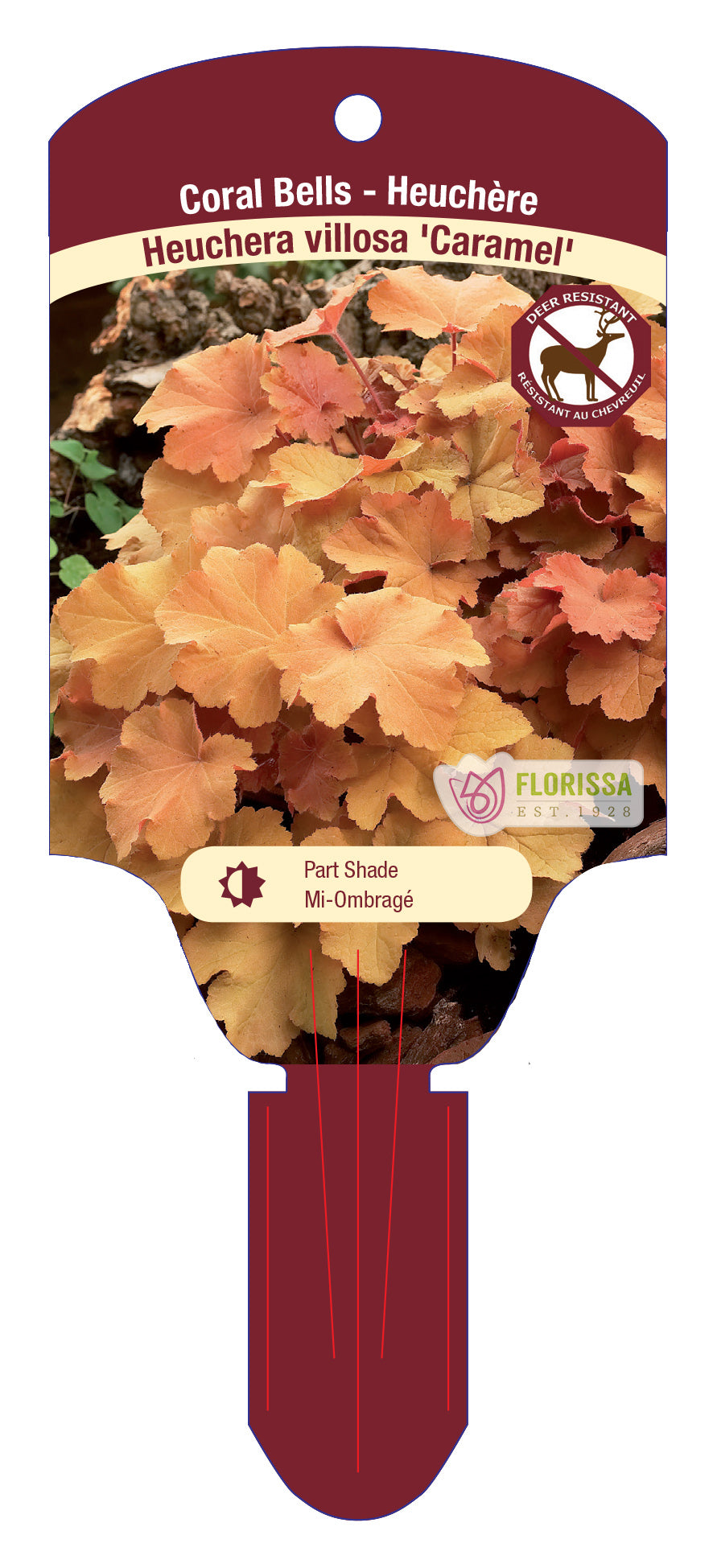 Heuchera Caramel 5.5" Pot