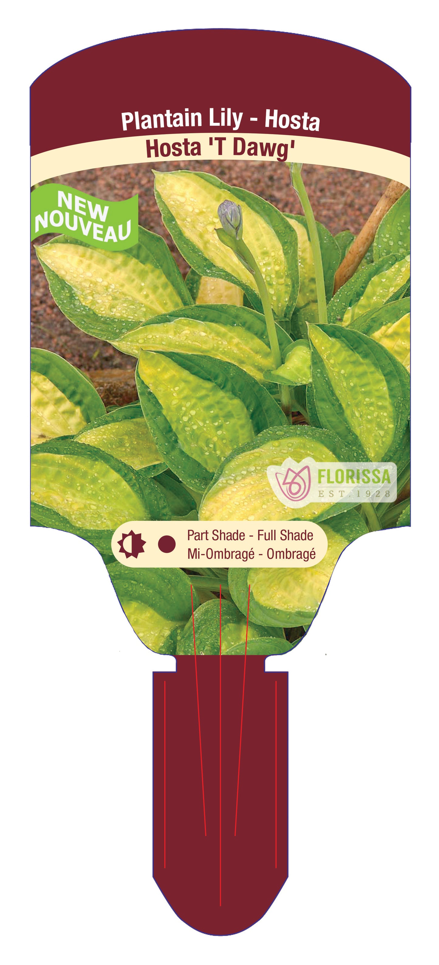 Hosta T Dawg 5.5" Pot