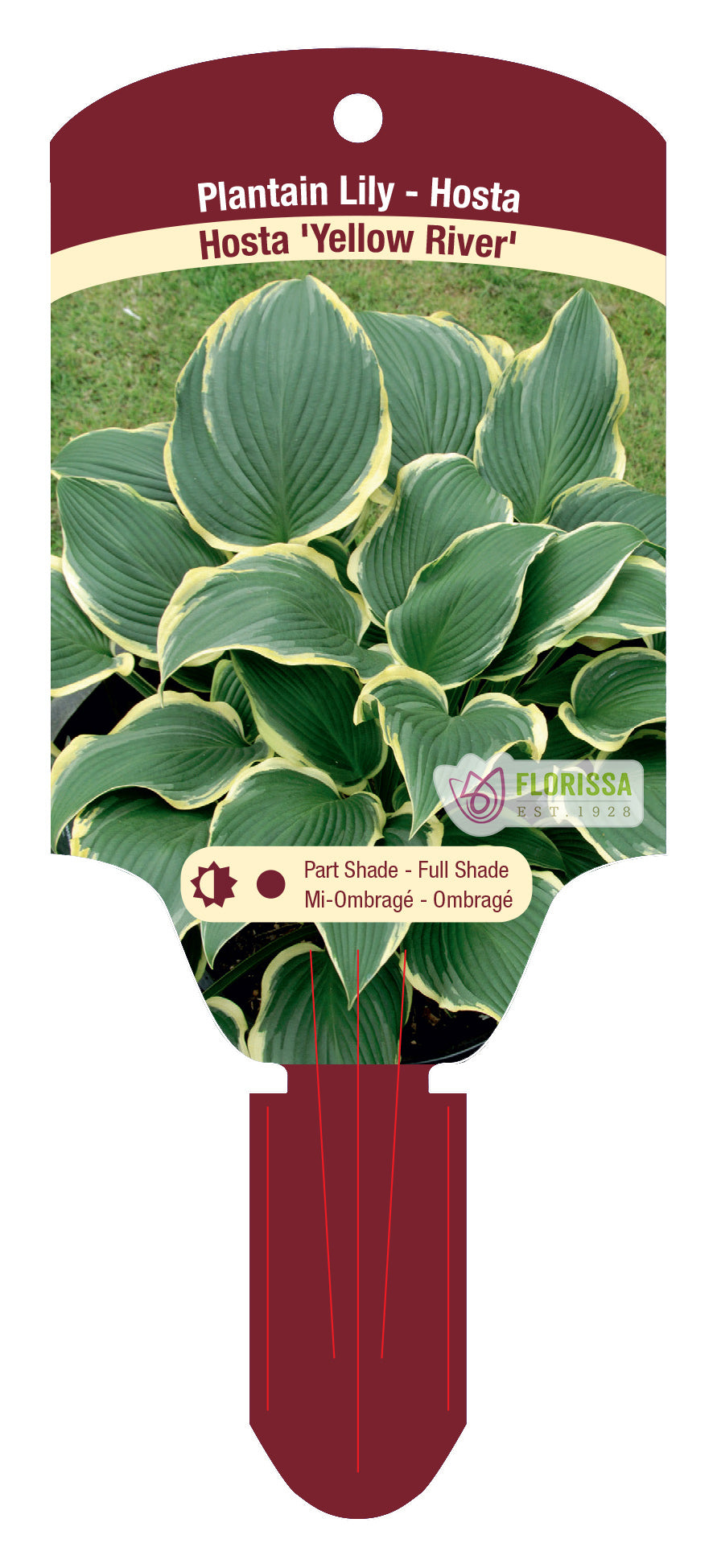 Hosta Yellow River 5.5" Pot