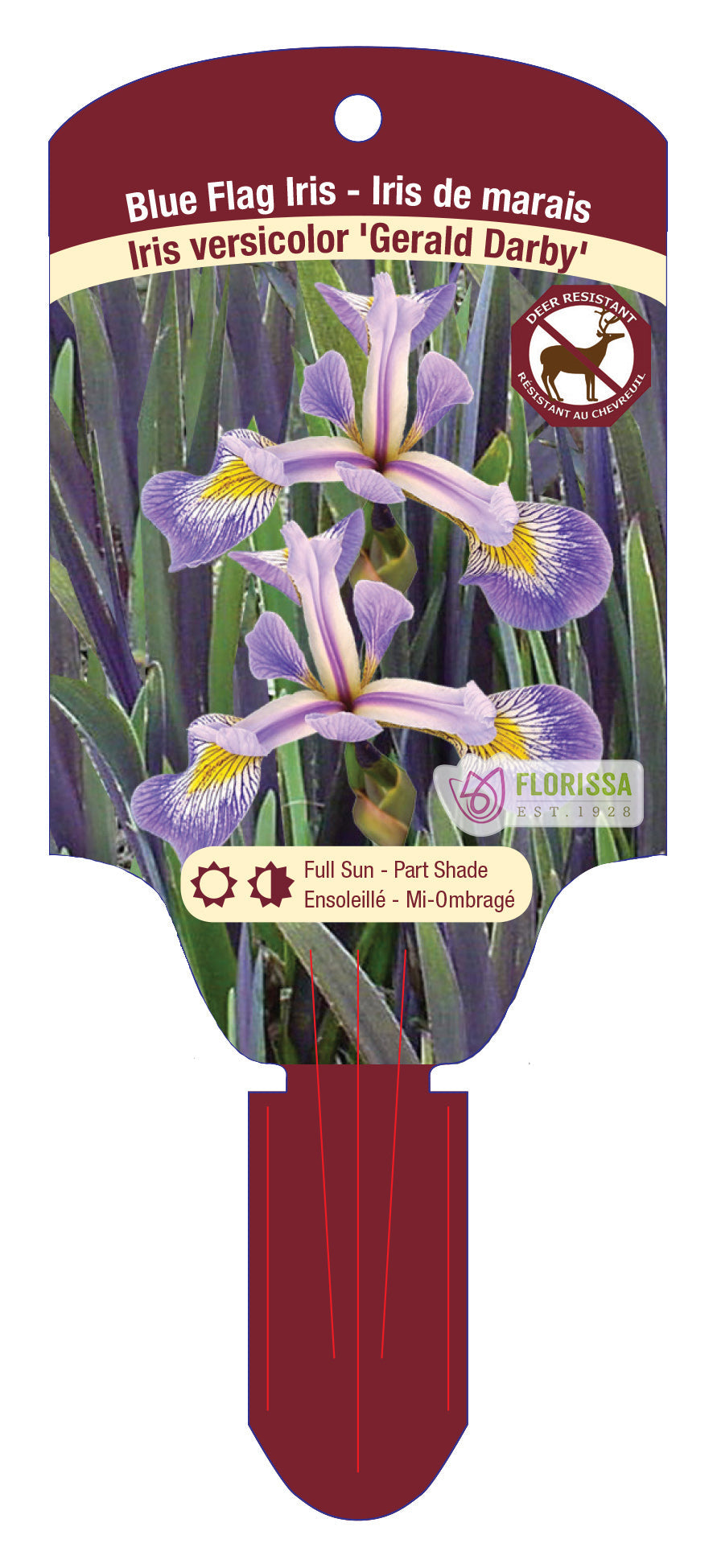 Blue Flag Iris