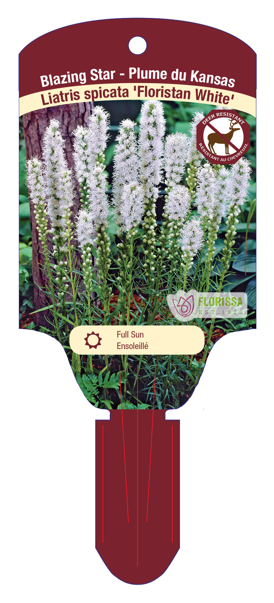 Blazing Star 'Floristan'