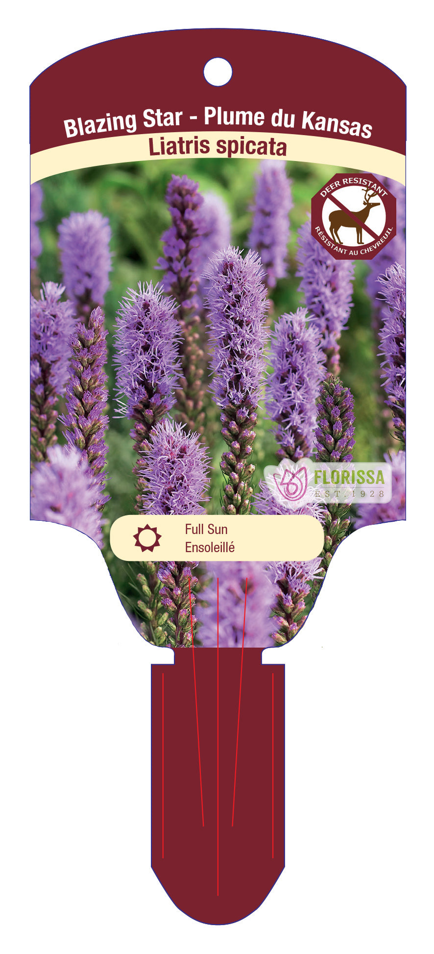 Blazing Star