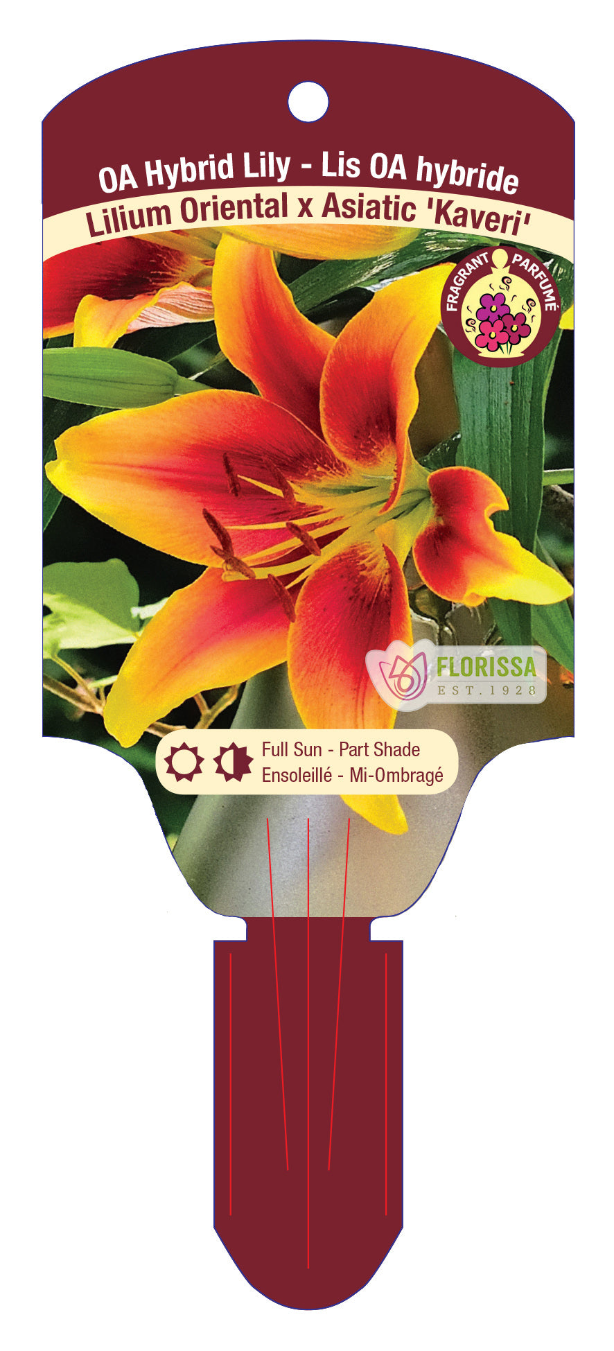 Lily Kaveri 5.5" Pot