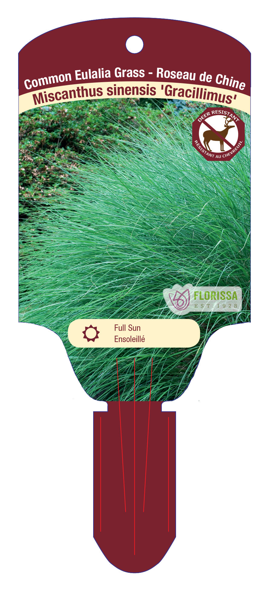 Eulalia Grass 'Gracillimus'