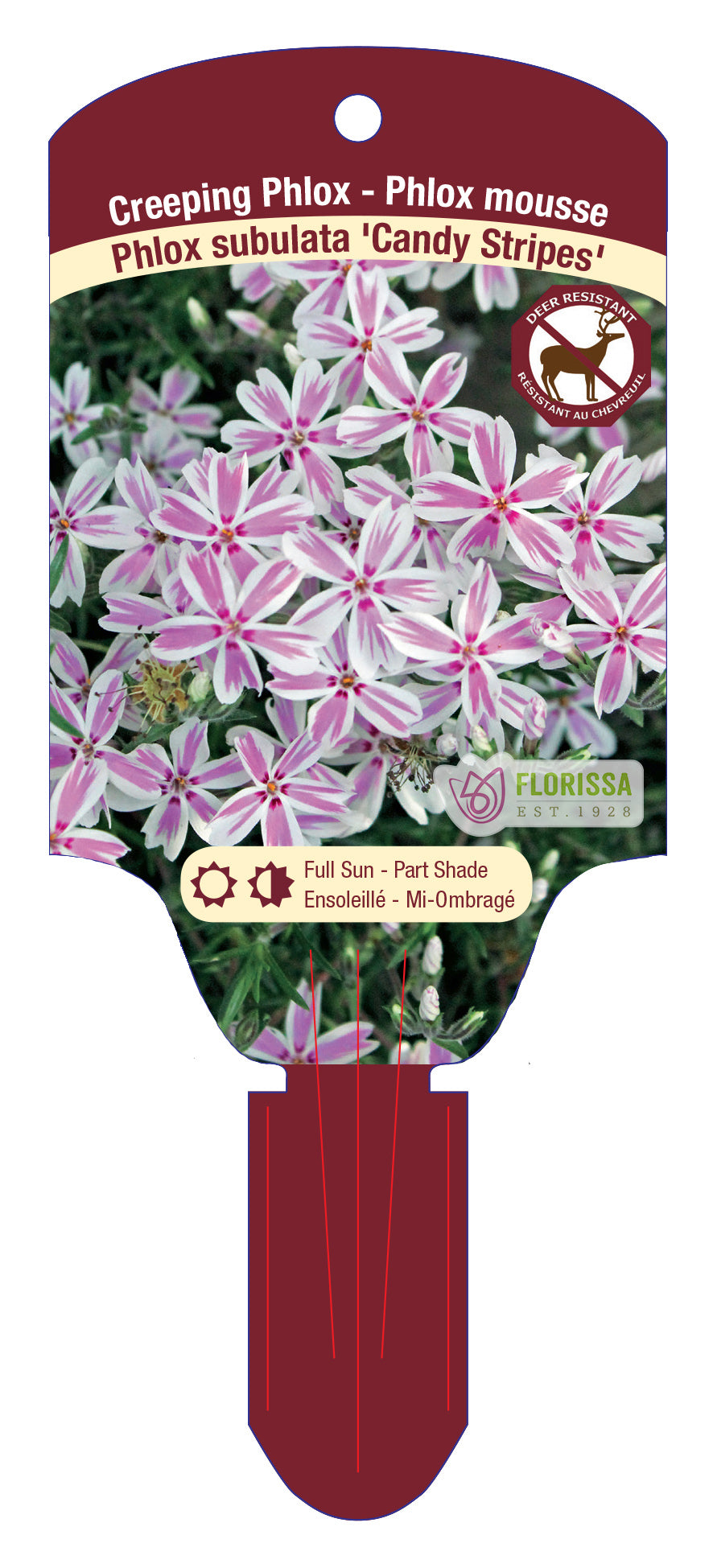 Creeping Phlox