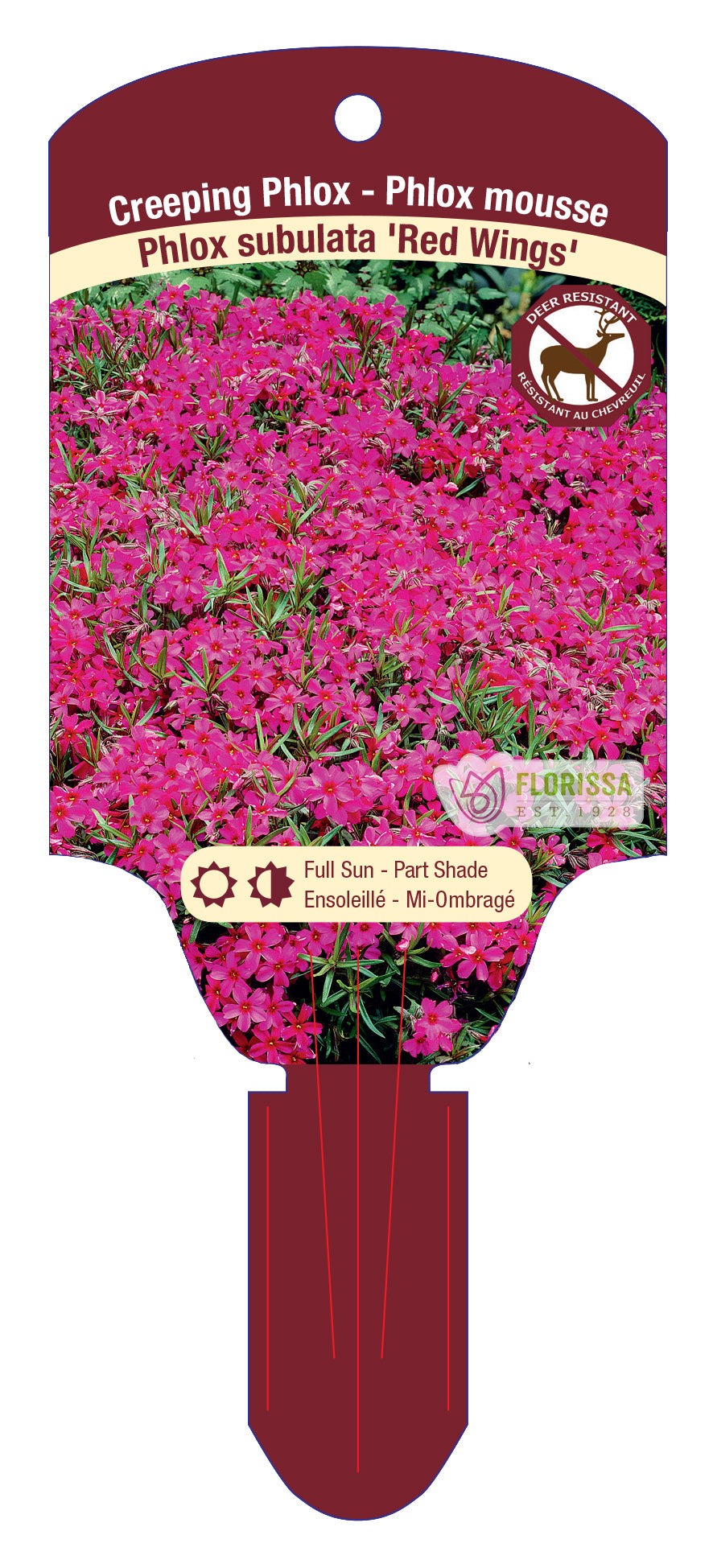 Creeping Phlox