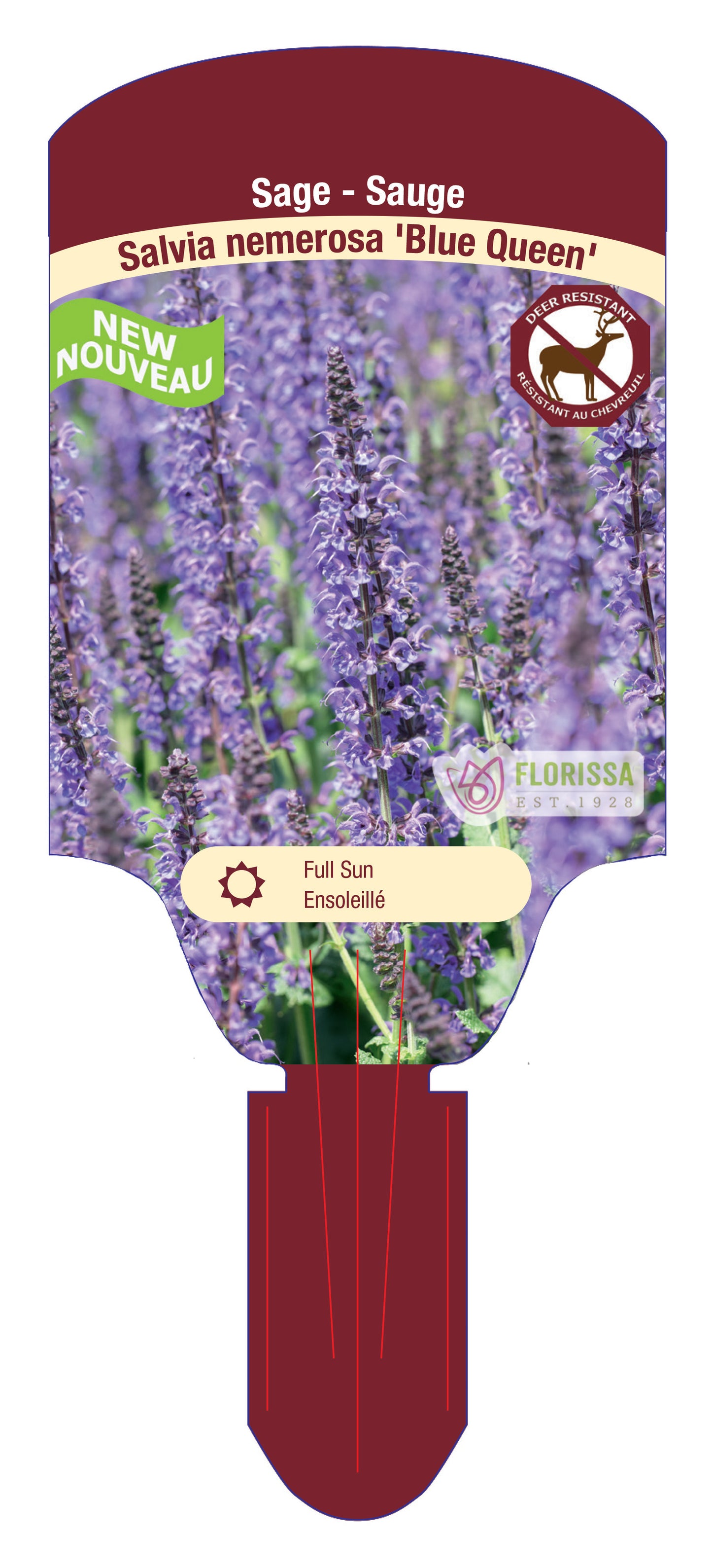 Meadow Sage 'Blue Queen'