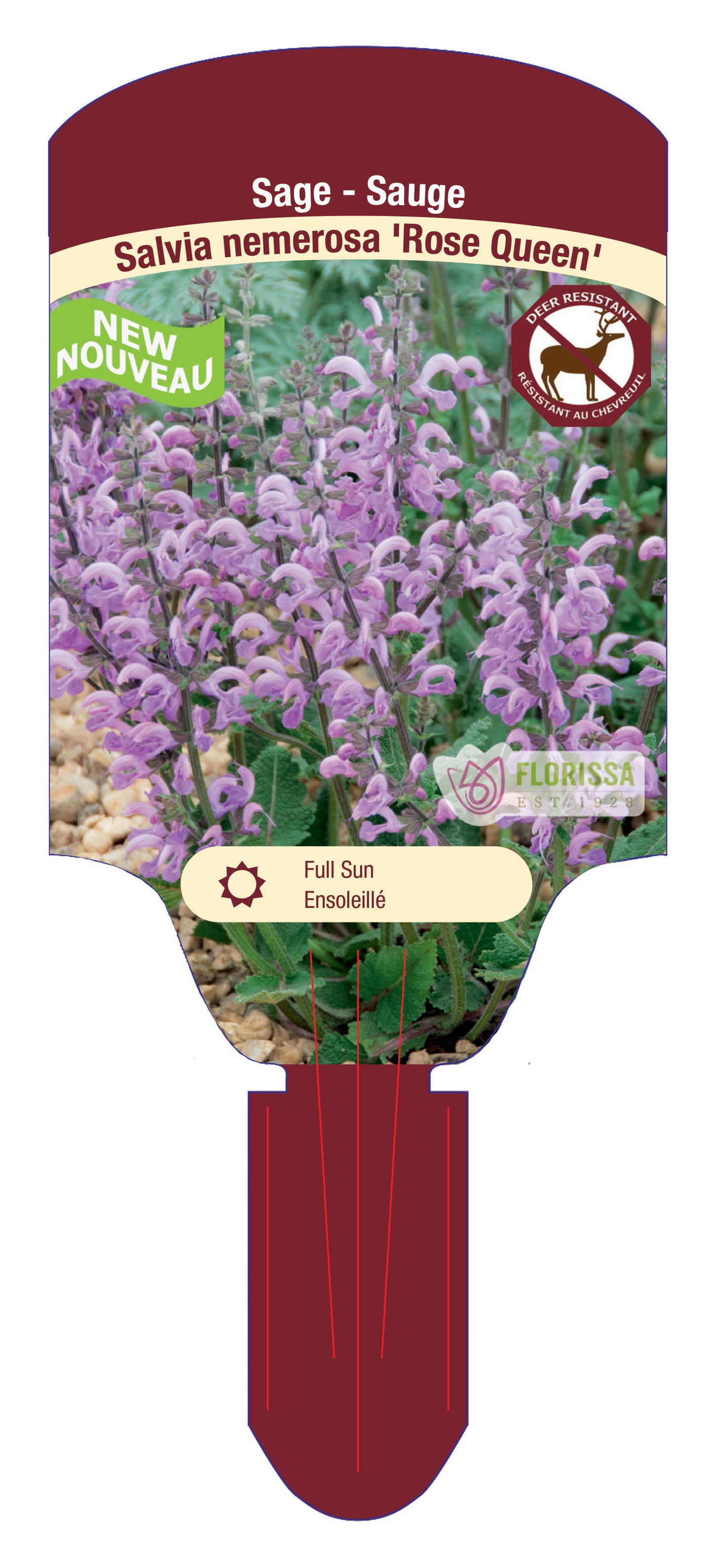 Meadow Sage 'Rose Queen'