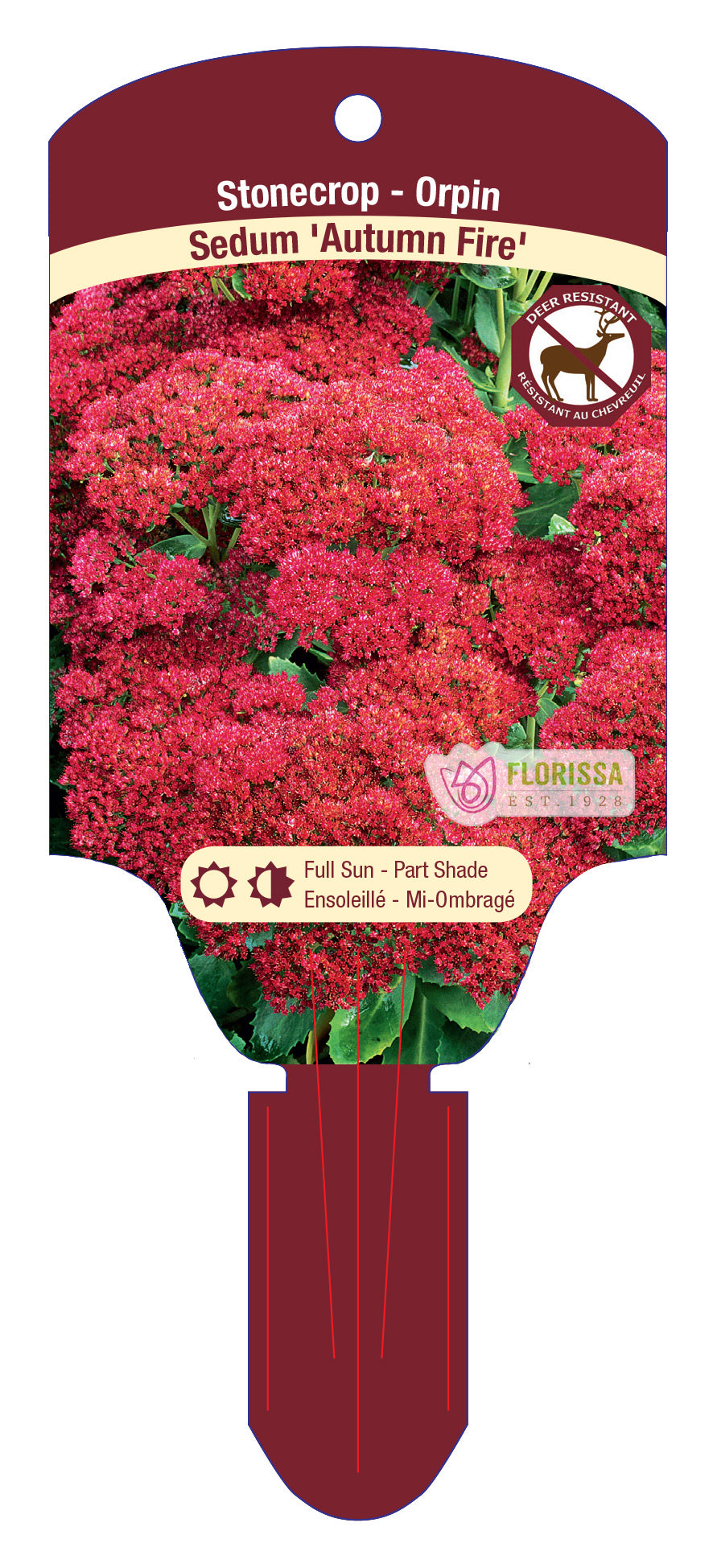 Stonecrop 'Autumn Fire'