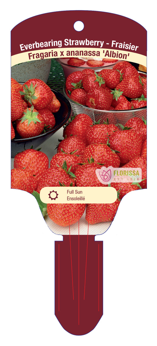 Strawberry Bare Root ALBION Everbearing 25/pkg