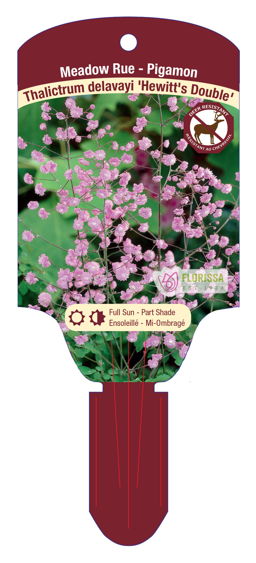 Thalictrum Hewitt's Double 1 Gallon Pot