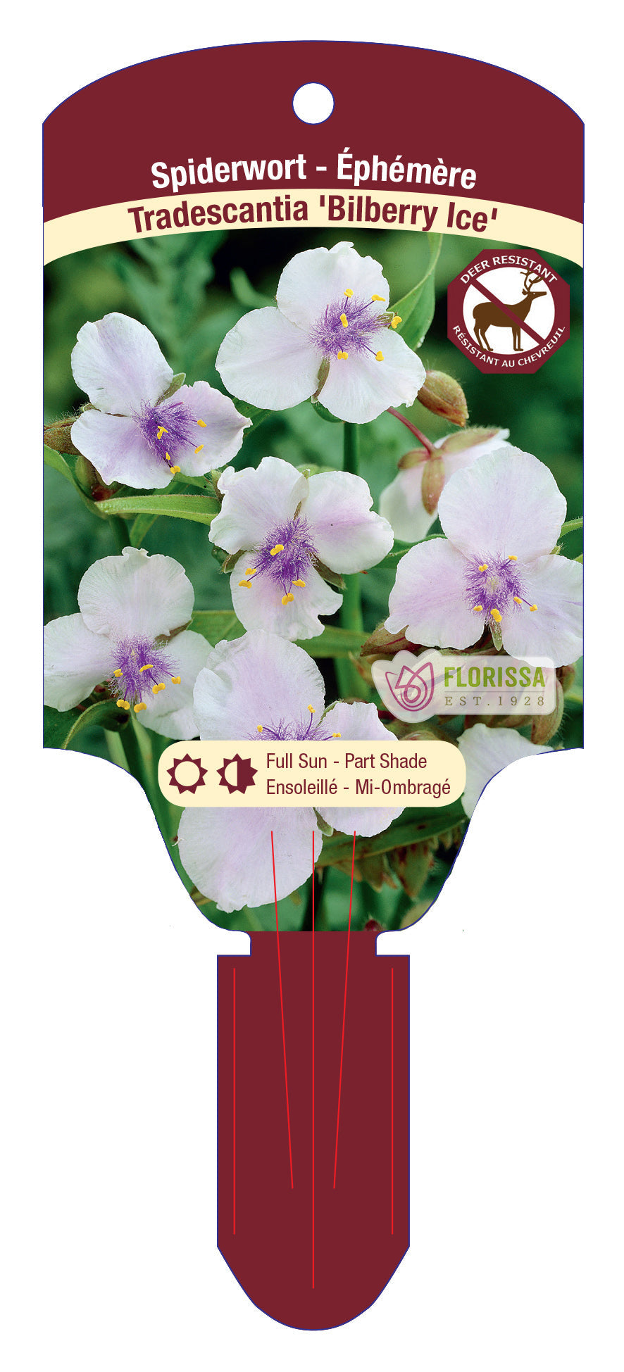 Spiderwort 'Bilberry Ice'