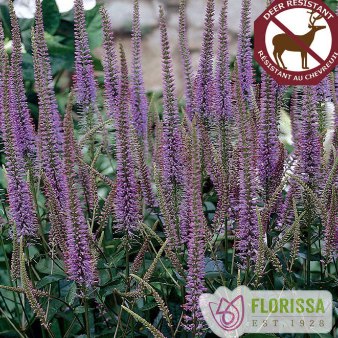 Veronicastrum Fascination 5.5" Pot