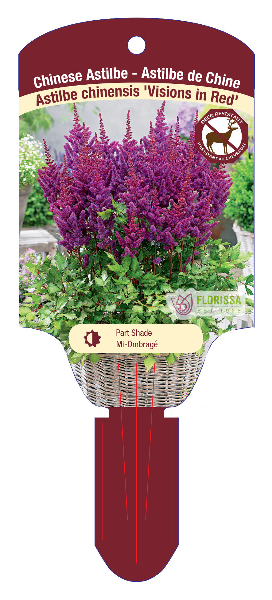 Chinese Astilbe 'Visions'