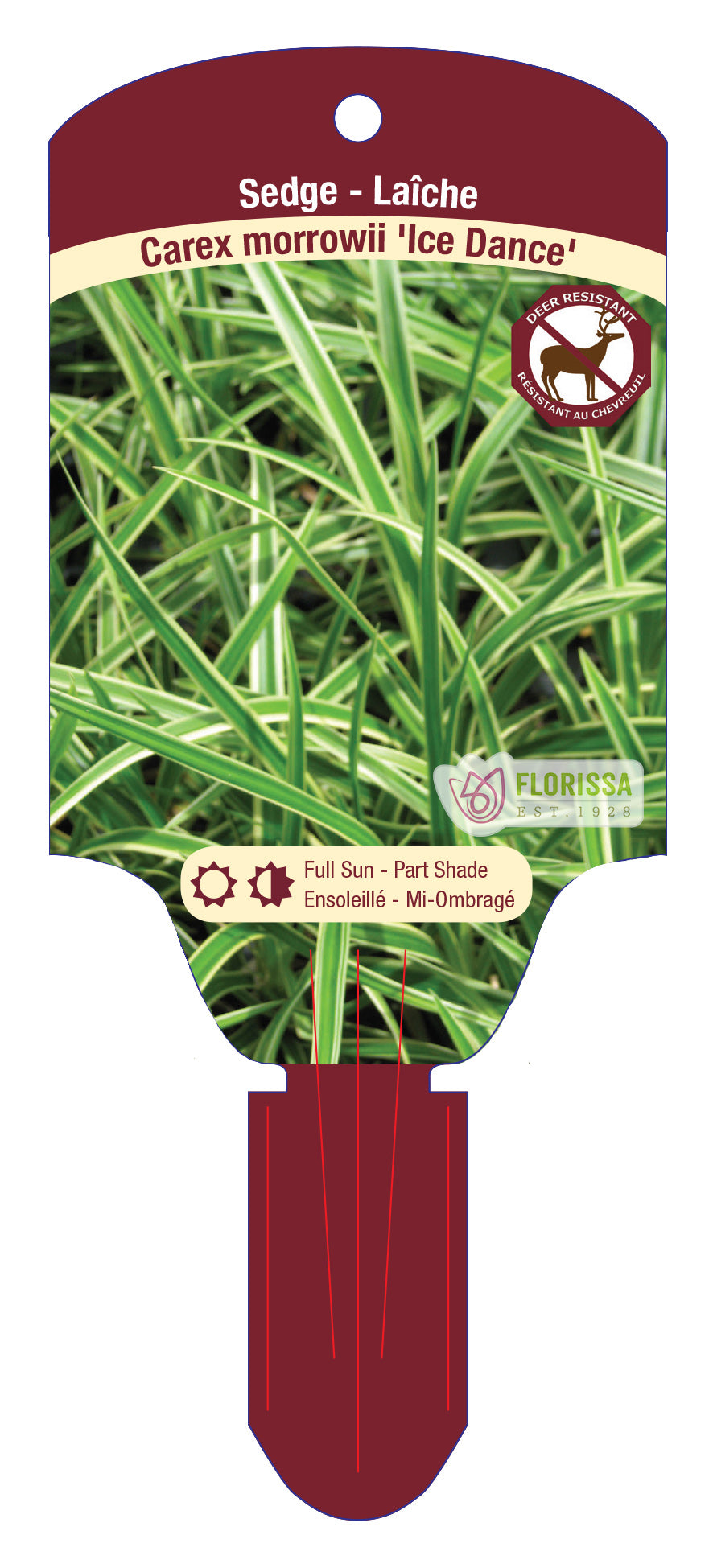 Variegated Sedge
