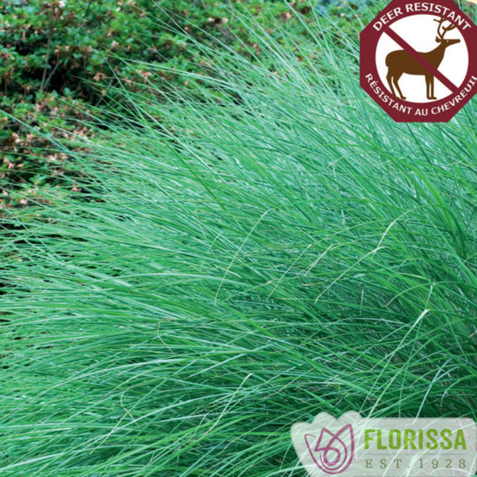 Eulalia Grass 'Gracillimus'