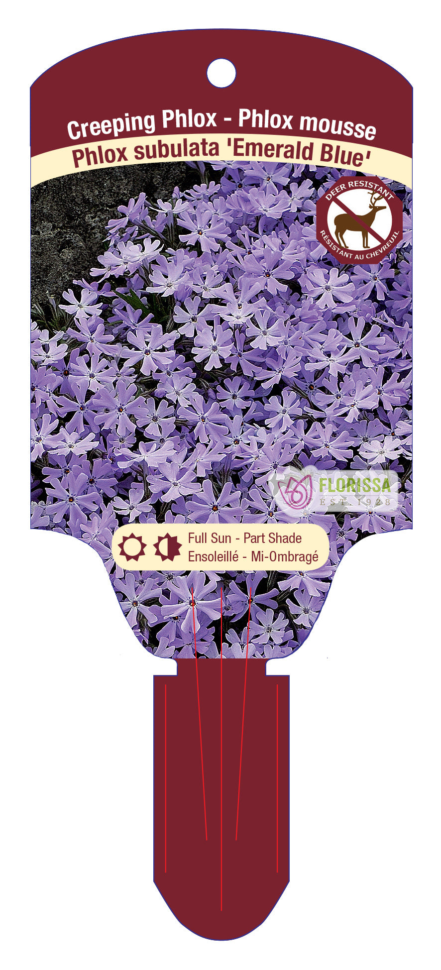 Creeping Phlox