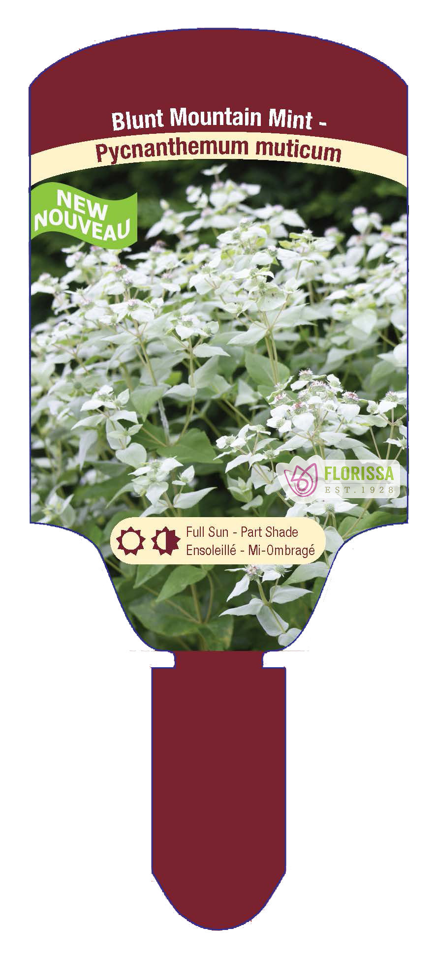 Mountain Mint