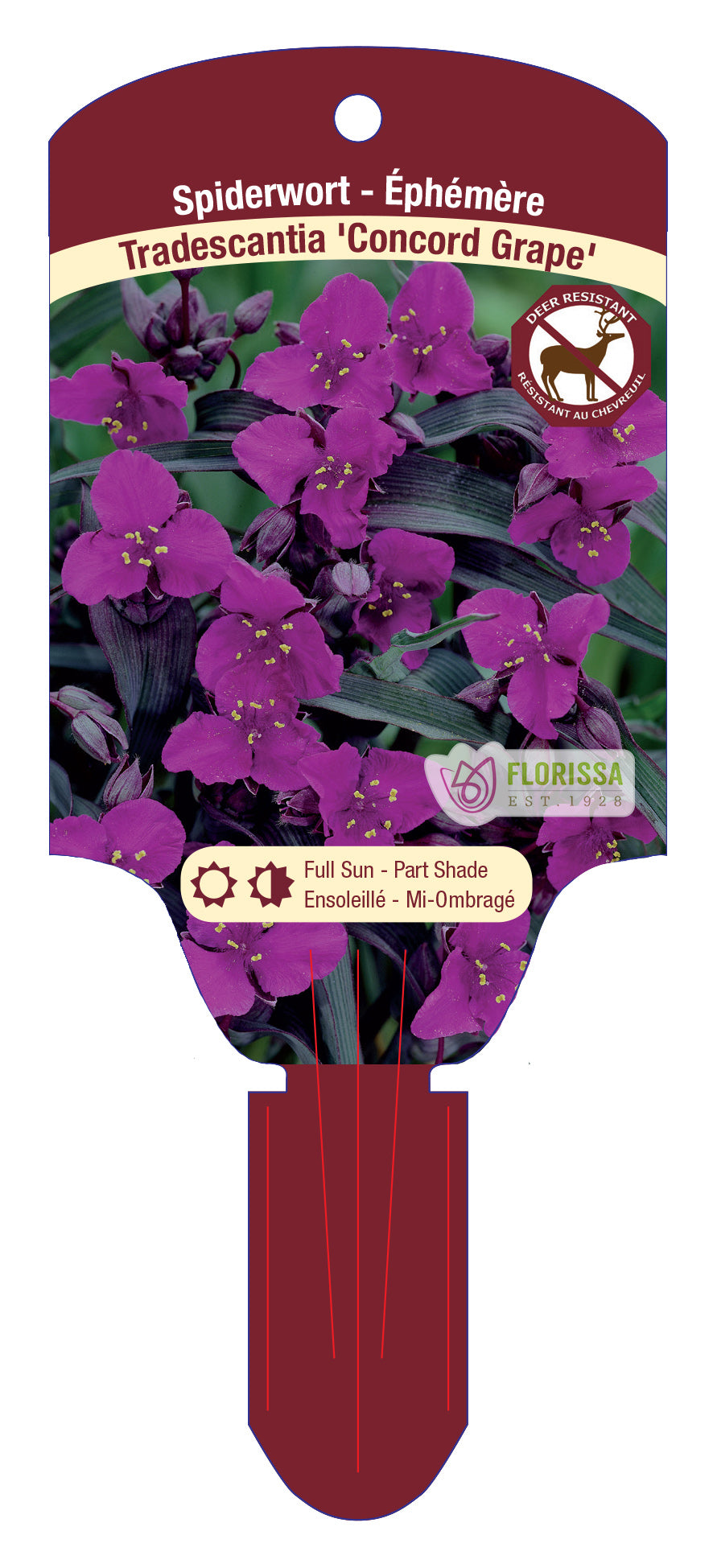 Spiderwort 'Concord Grape'