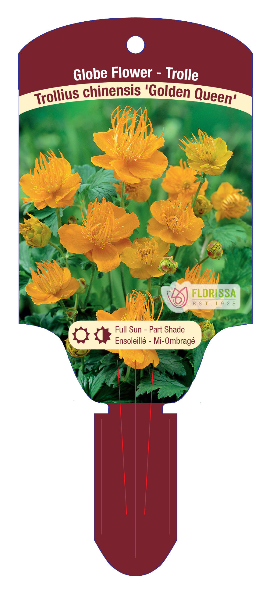 Globeflower 'Golden Queen'