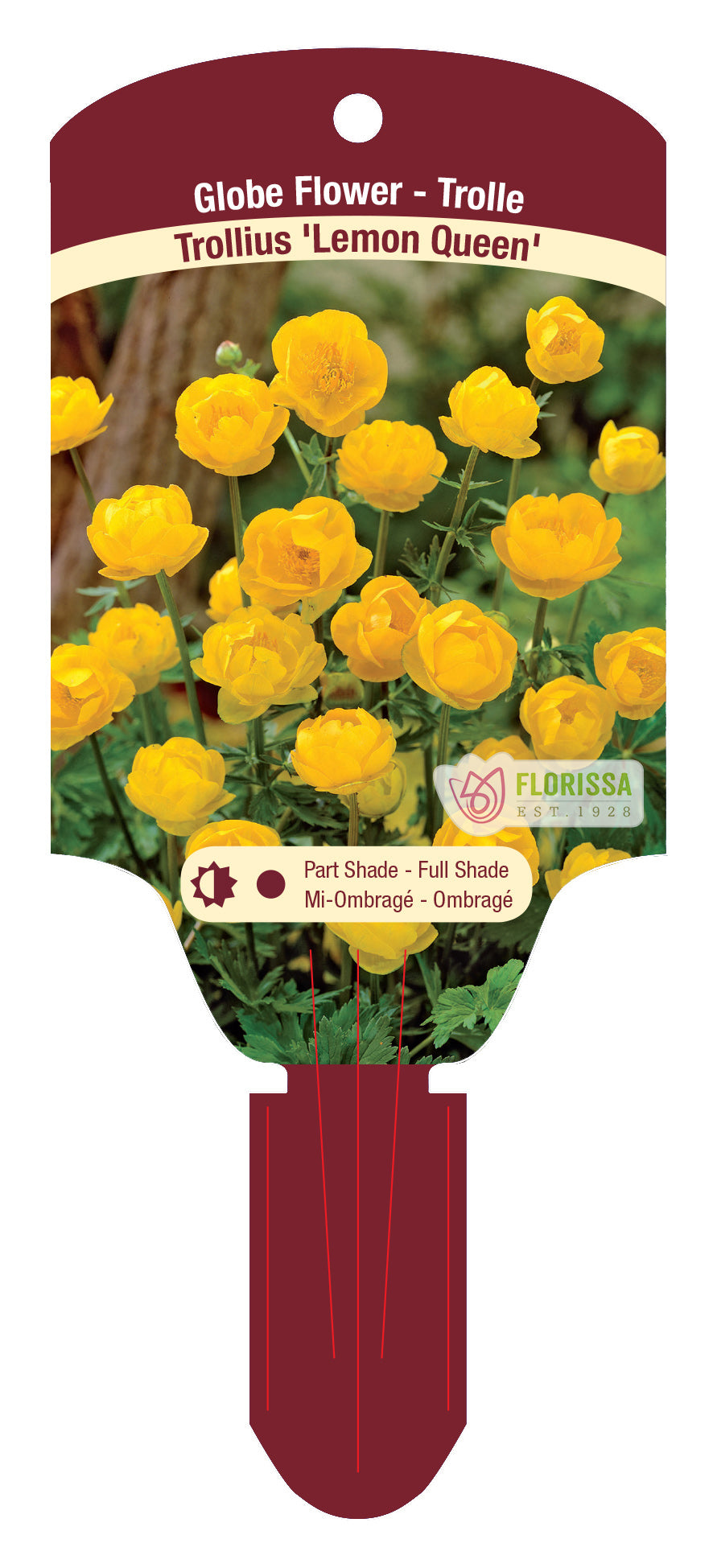 Globeflower 'Lemon Queen'