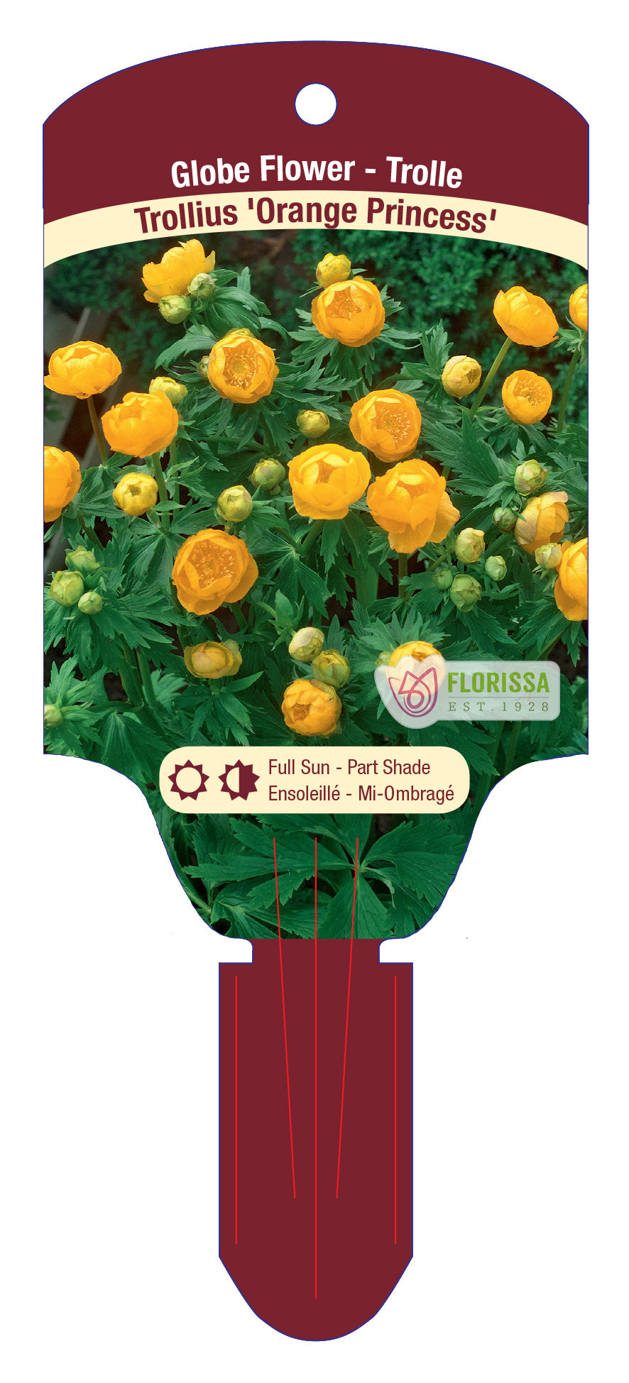 Globeflower 'Orange Princess'