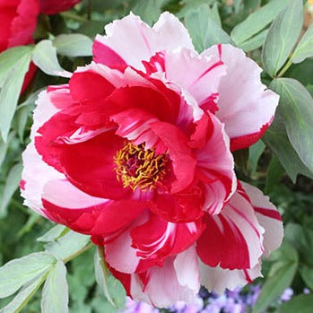 Tree Peony 'Shima Nishiki'