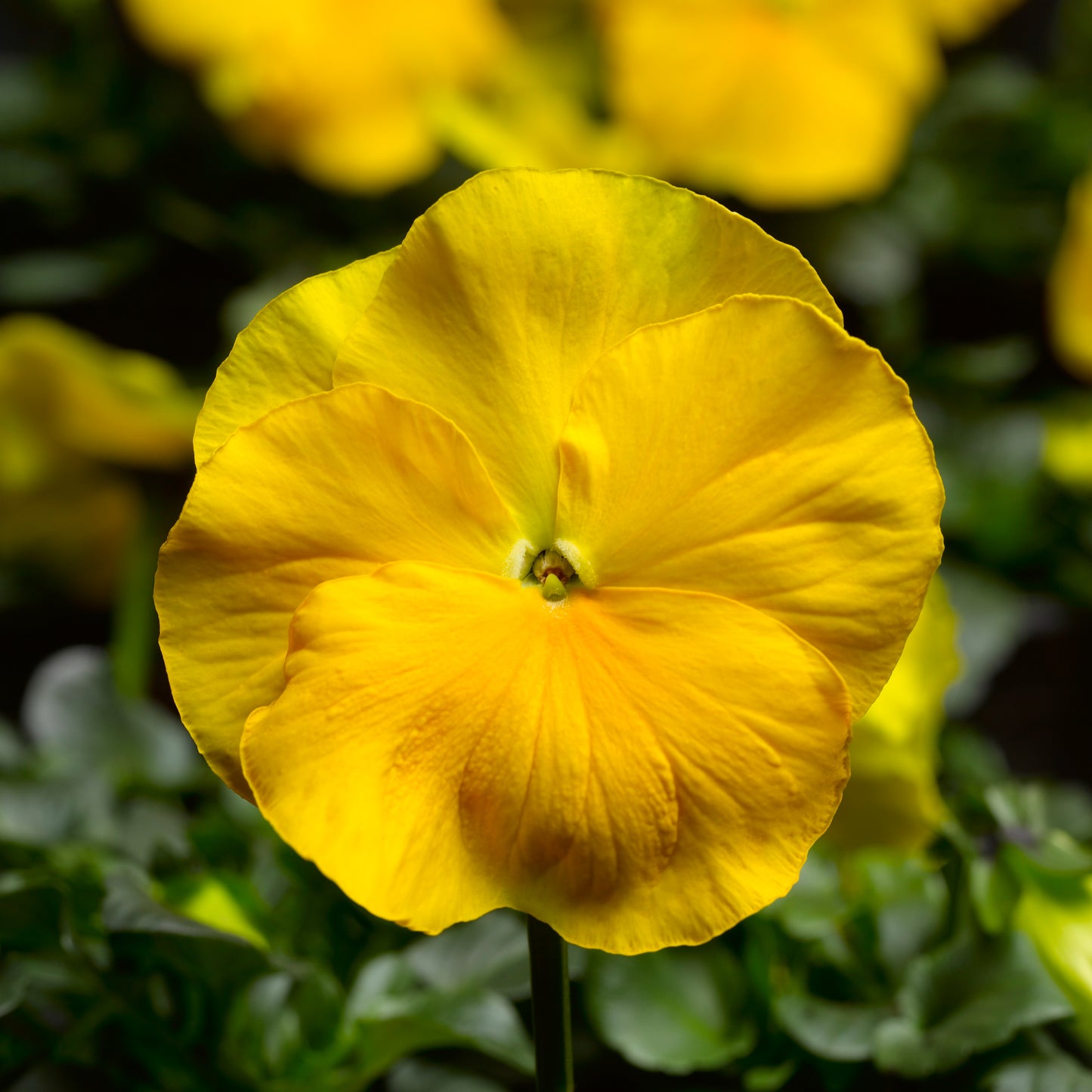 Pansy