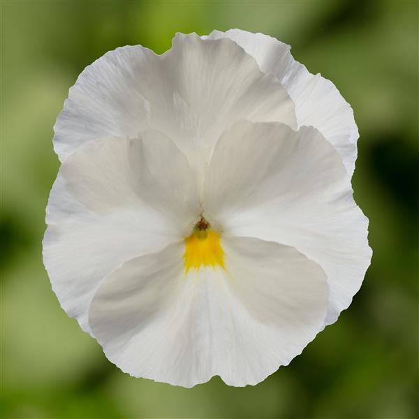 Pansy 'Delta Pro'