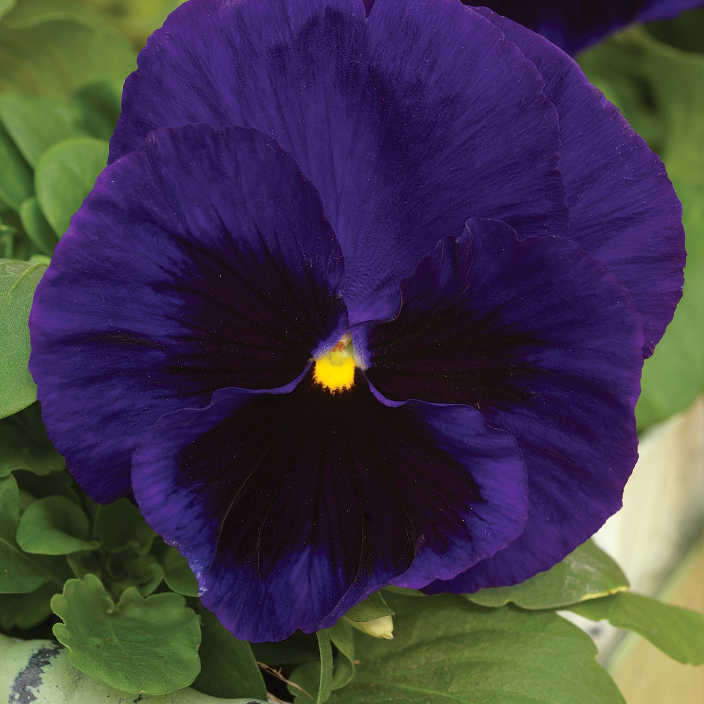 Pansy