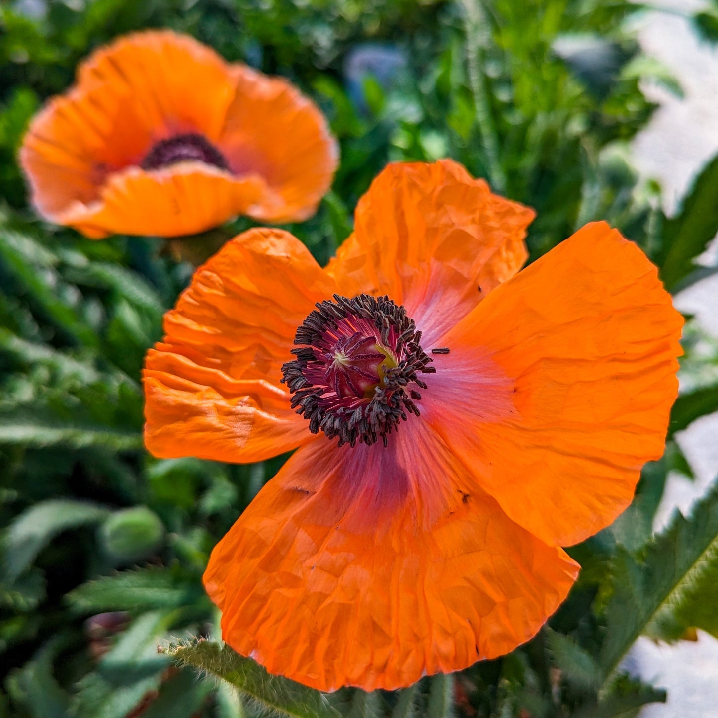 Oriental Poppy 'Harvest Moon'