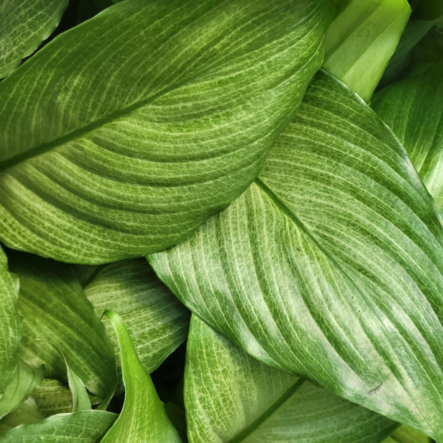 Peace Lily