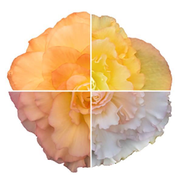 Begonia Non Stop