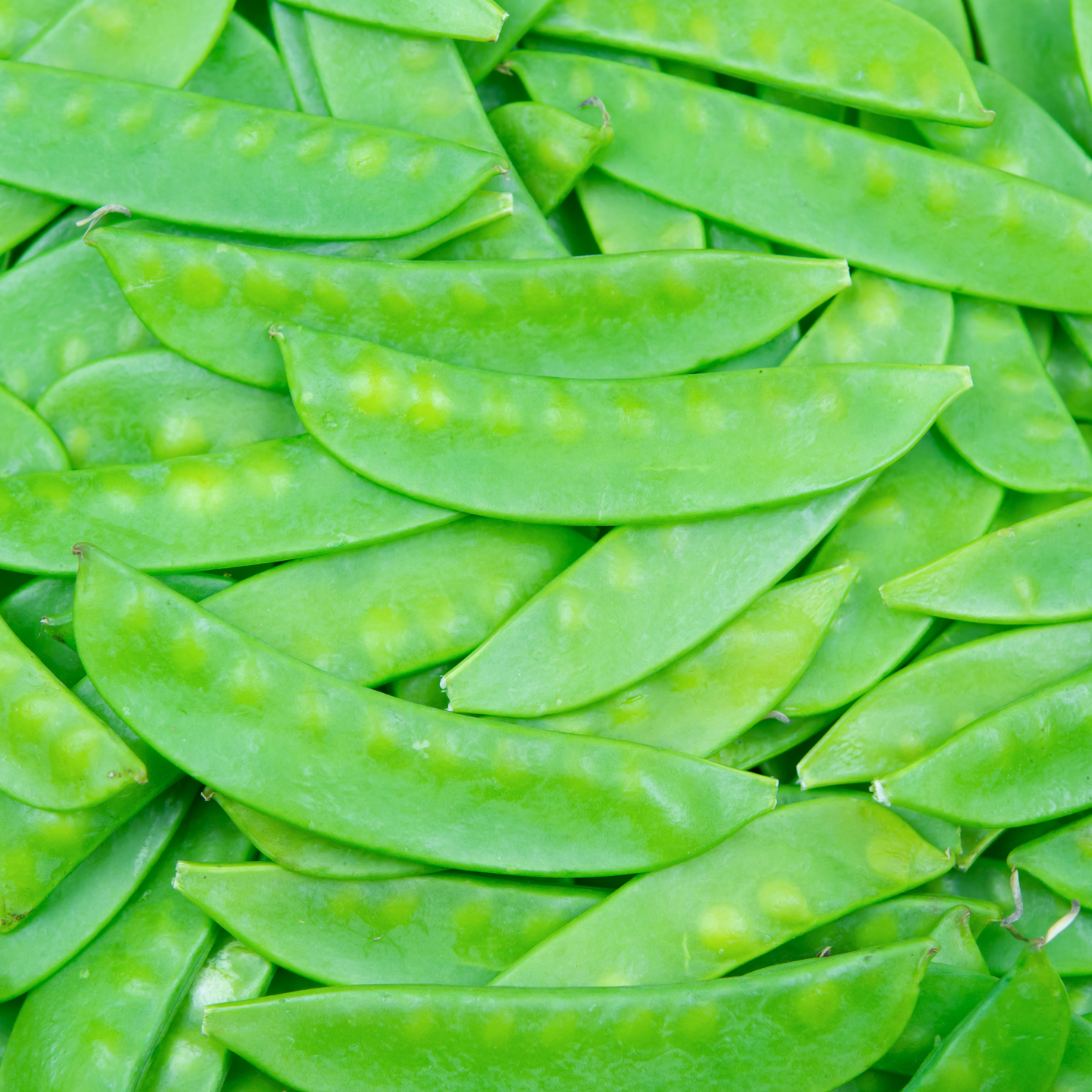 Peas 'Oregon Sugar Pod'
