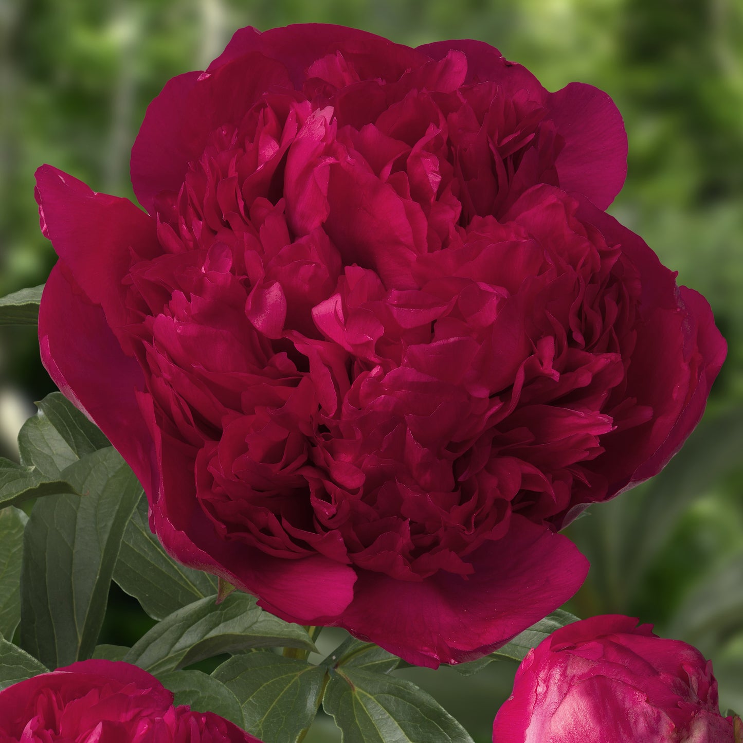 Peony ‘Command Performance’