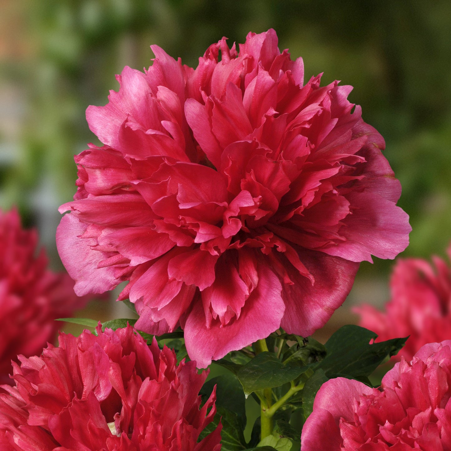 Peony 'Many Happy Returns'
