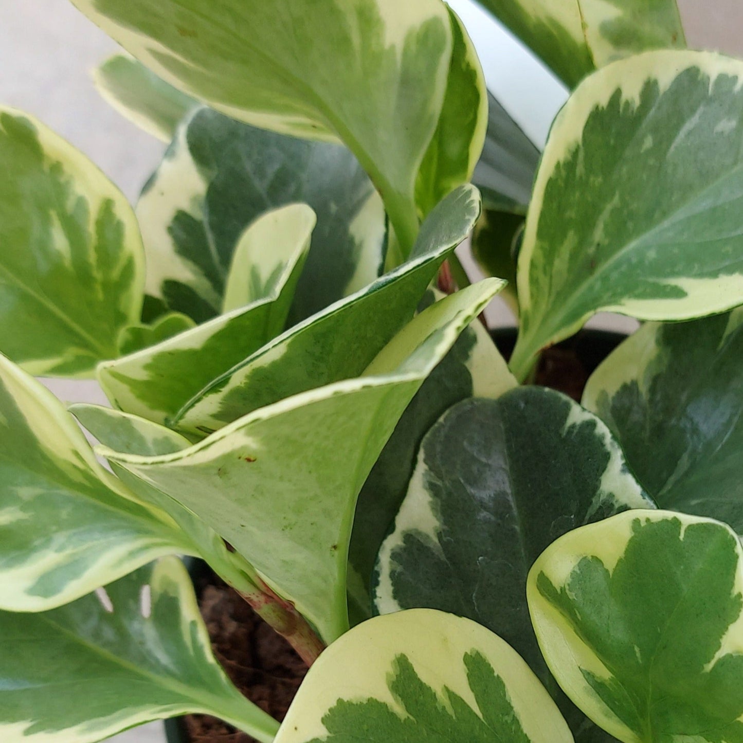 Peperomia obtusifolia 'Variegated'