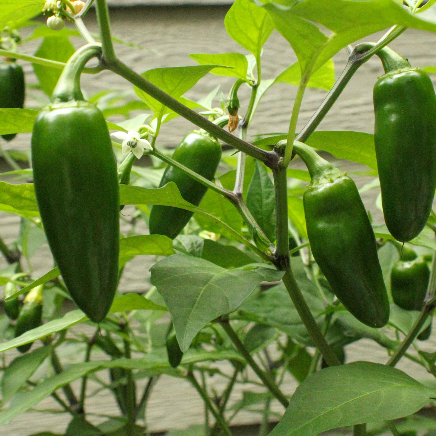 Pepper Hot 'Jalapeno'