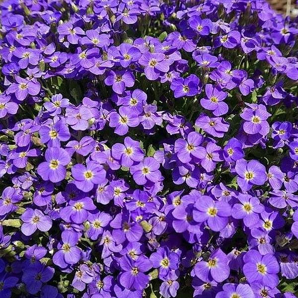 Rock Cress 'Whitewell Gem'