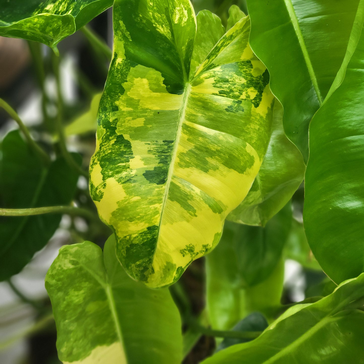 Philodendron 'Burle Marx'