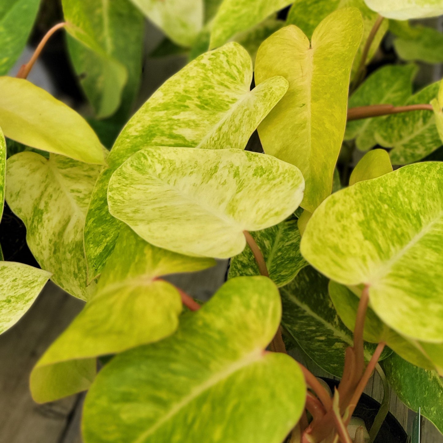 Philodendron 'Painted Lady'
