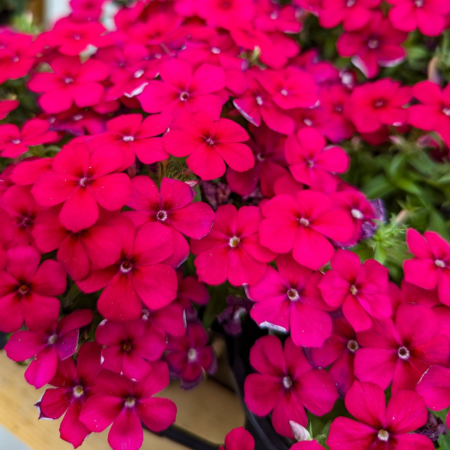 Phlox 'Gisele®'