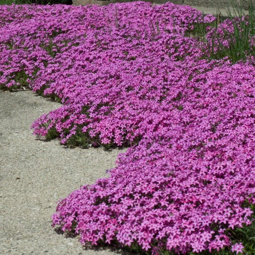 Creeping Phlox
